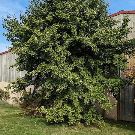 Maison Familiale Avec Cheminée, Jardin Et Wifi à Esley, Vosges - Fr-1-589-743