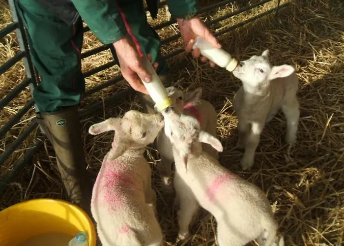 Maison Familiale Avec Cheminee, Jardin Et Wifi A Esley, Vosges - Fr-1-589-743 펜션